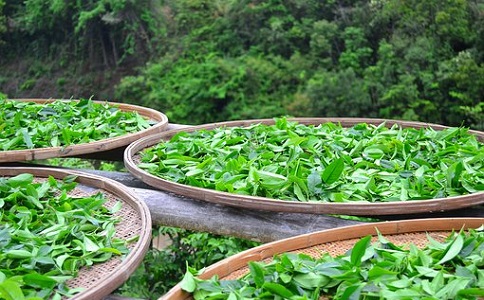 茶叶香蕉视频成人电影料的施用